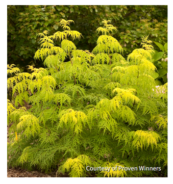 Sambucus r. Lemony LaceÂ® shrub, photo Courtesy of Proven Winners